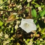 Merremia aegyptia Flower