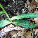 Dactylorhiza fuchsii Leaf