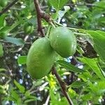 Prunus salicina 果
