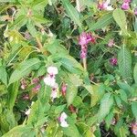 Impatiens glanduliferaКветка