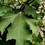 Smallanthus uvedalia Leaf