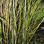 Phyllostachys aureosulcata বাকল