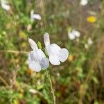 Salvia microphyllaKvět