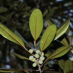 Ficus nitidifolia