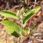 Bonamia spectabilis Blatt