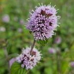 Mentha aquatica Floare