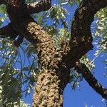 Cussonia paniculata Hábito