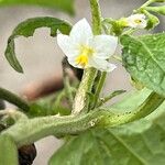 Solanum scabrum 花