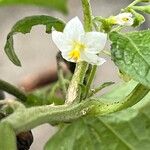 Solanum scabrum Flower