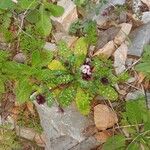 Anchusella variegata Blodyn