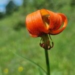 Lilium carniolicum Bloem