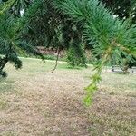 Cedrus libani Blad