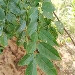 Millettia eetveldeana Hoja
