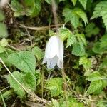 Campanula punctata Virág