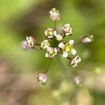 Capsella rubella Flower