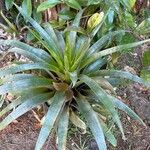 Tillandsia utriculata Лист