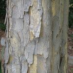 Cudrania tricuspidata Bark