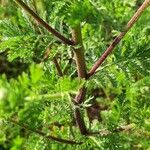 Anthemis cotula Bark