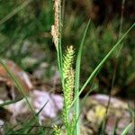 Carex punctata Muu