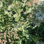 Lepidium latifolium Φύλλο