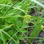 Carex bohemica Hábito