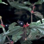 Miconia mayeta Fruchs