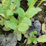 Centaurium pulchellum Ліст