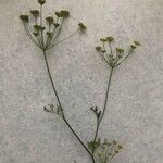 Seseli peucedanoides Flor