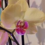 Phalaenopsis spp.花