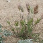 Bromus rubens عادت داشتن