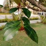 Syzygium paniculatum Leaf