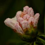 Rhododendron praevernum Blüte