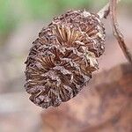 Alnus alnobetula Frucht