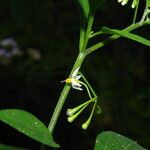 Solanum anguivi Flower