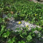 Vigna luteola Habitat