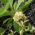 Persicaria lapathifolia Bloem