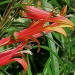 Lobelia laxiflora Floare