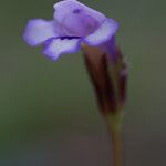 Torenia crustacea Flor