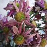 Tanacetum coccineumFlors