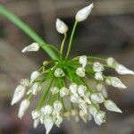 Allium neapolitanum Lorea