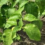 Capsicum annuum Leaf