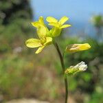 Succowia balearica Flower