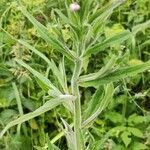 Epilobium parviflorumLeaf