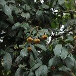 Dichostemma glaucescens Fruit