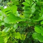 Haplocoelum foliolosum Leaf