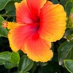 Hibiscus rosa-sinensisCvet