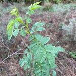 Rosa × malmundariensis Folla