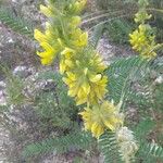 Astragalus alopecuroides Leaf