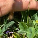 Trifolium microcephalum Leaf