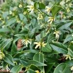 Sarcococca orientalis Vivejo